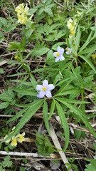 Anemonoides caerulea