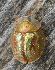 Cassida subreticulata
