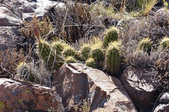 Trichocereus candicans