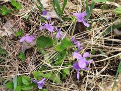 Viola hirta