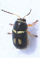 Cryptocephalus elegantulus