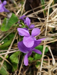 Viola hirta