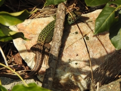 Lacerta schreiberi