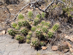 Trichocereus candicans