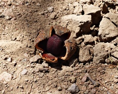 Prosopanche americana