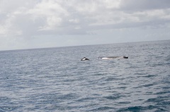 Megaptera novaeangliae