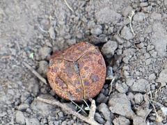 Prosopanche americana