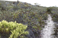 Paranomus abrotanifolius