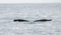 Megaptera novaeangliae