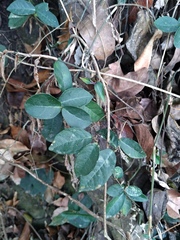 Trachelospermum jasminoides
