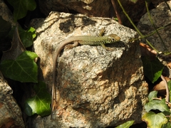 Lacerta schreiberi