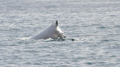 Megaptera novaeangliae