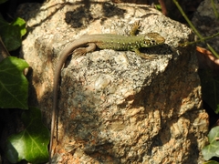 Lacerta schreiberi
