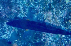Coris atlantica