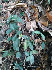 Trachelospermum jasminoides