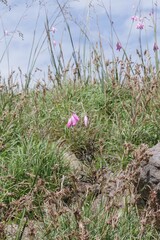 Dierama pulcherrimum