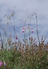 Dierama pulcherrimum