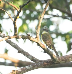 Myiozetetes granadensis