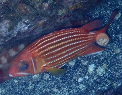 Sargocentron hastatum