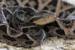 Bothrops jararacussu