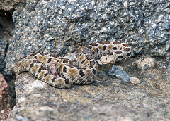 Crotalus ravus