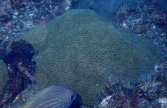 Palythoa caribaeorum