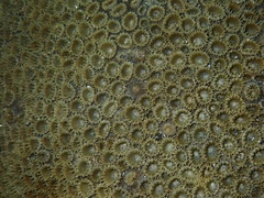 Palythoa caribaeorum