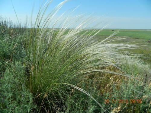 Stipa ucrainica, photograph 5