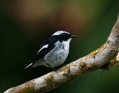 Ficedula westermanni