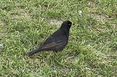 Turdus merula
