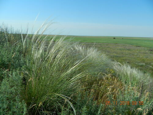 Stipa ucrainica, photograph 6