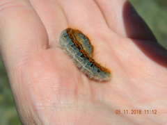 Malacosoma castrense