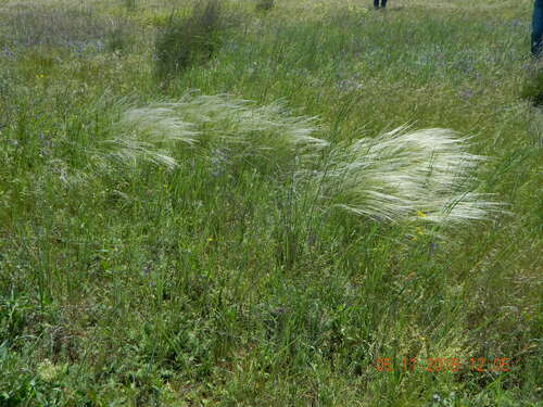 Stipa ucrainica, photograph 4