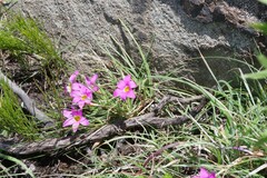 Romulea autumnalis
