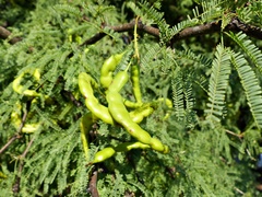 Prosopis caldenia