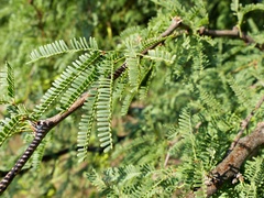 Prosopis caldenia