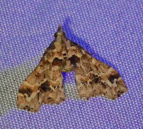 Lascoria laurentia