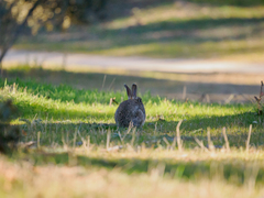 Oryctolagus cuniculus