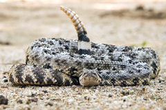 Crotalus mitchellii