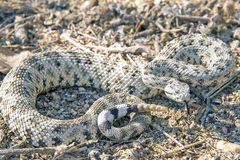 Crotalus mitchellii