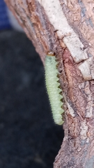 Cladius pectinicornis