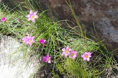 Romulea autumnalis