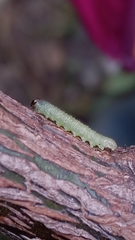 Cladius pectinicornis