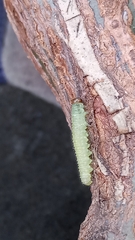 Cladius pectinicornis