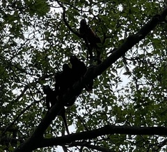 Alouatta seniculus
