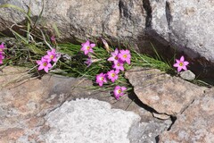 Romulea autumnalis