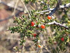 Condalia microphylla