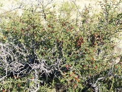 Condalia microphylla