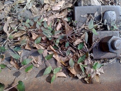 Oplismenus compositus