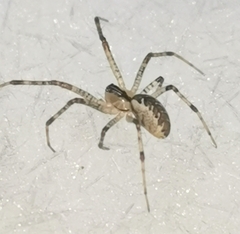 Pityohyphantes phrygianus